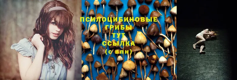 Галлюциногенные грибы MAGIC MUSHROOMS  купить   Змеиногорск 